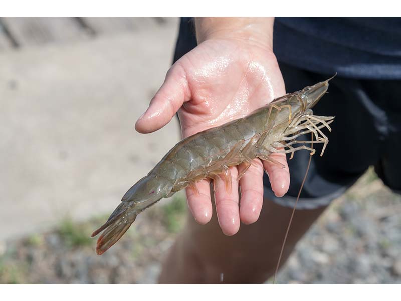 OI of HPU broodstock shrimp 