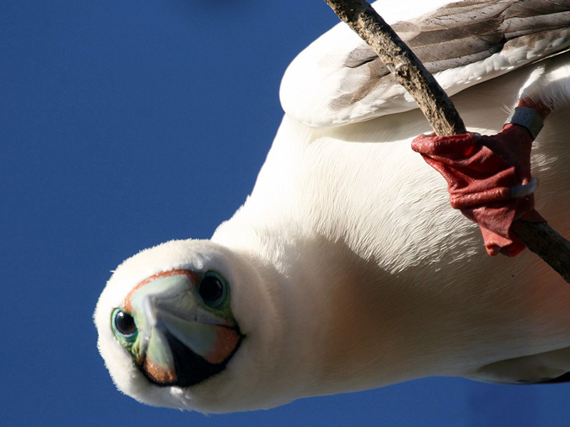 Booby bird