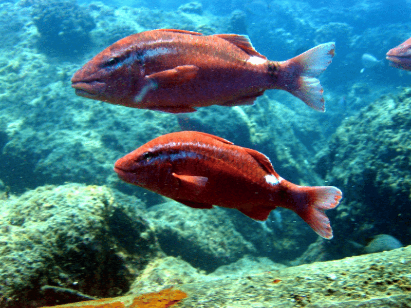 Kumu Fish