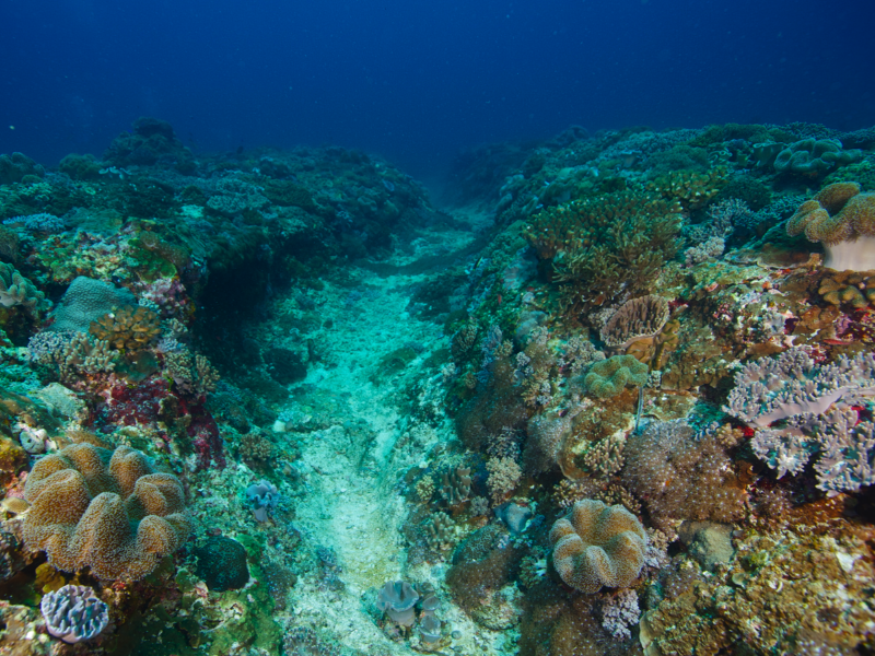 Coral Reef