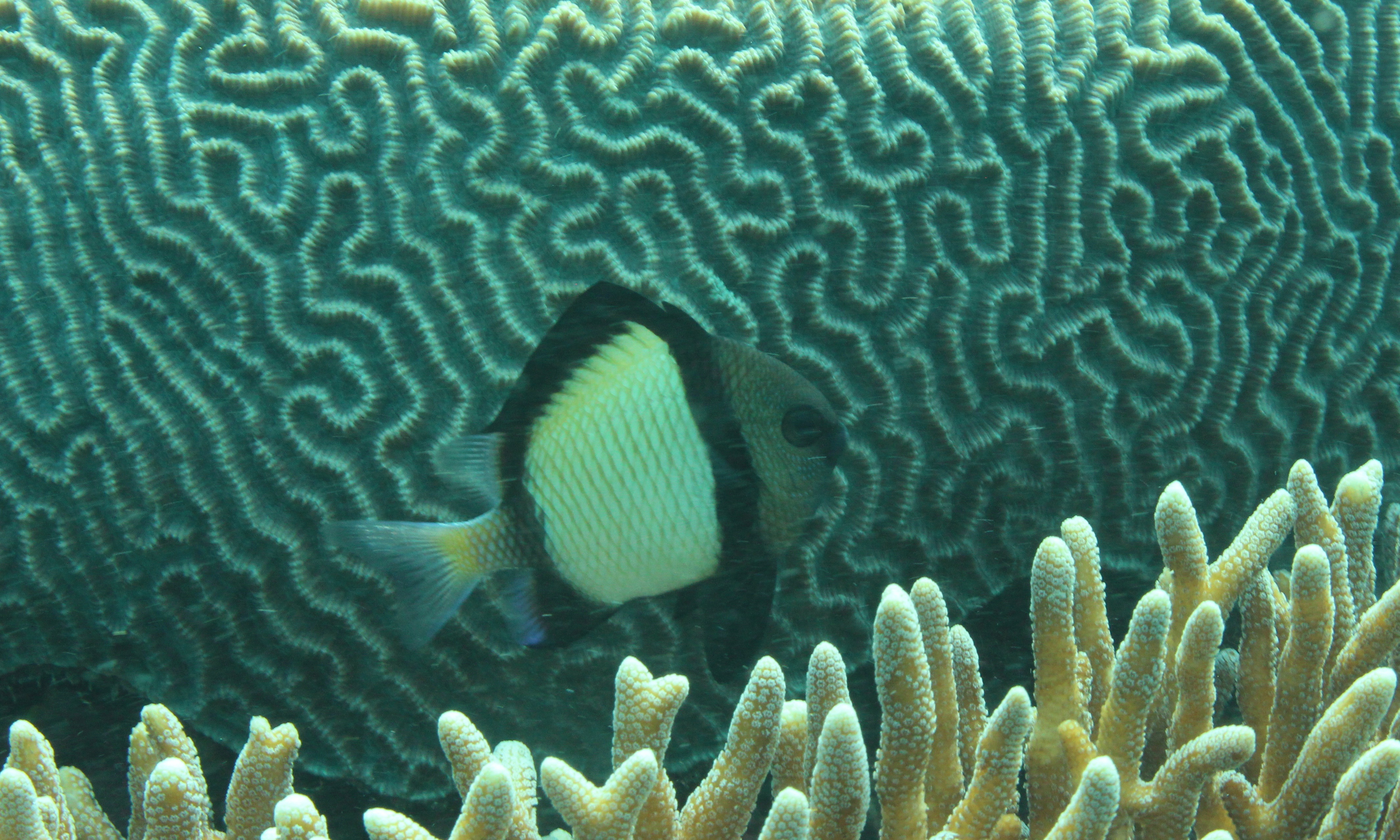reef-and-fish.jpg