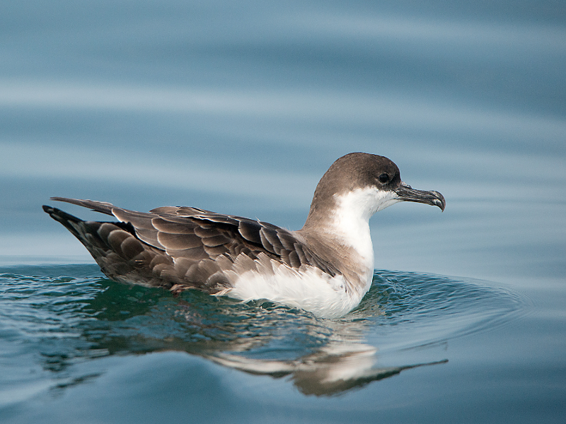 Great Shearwater