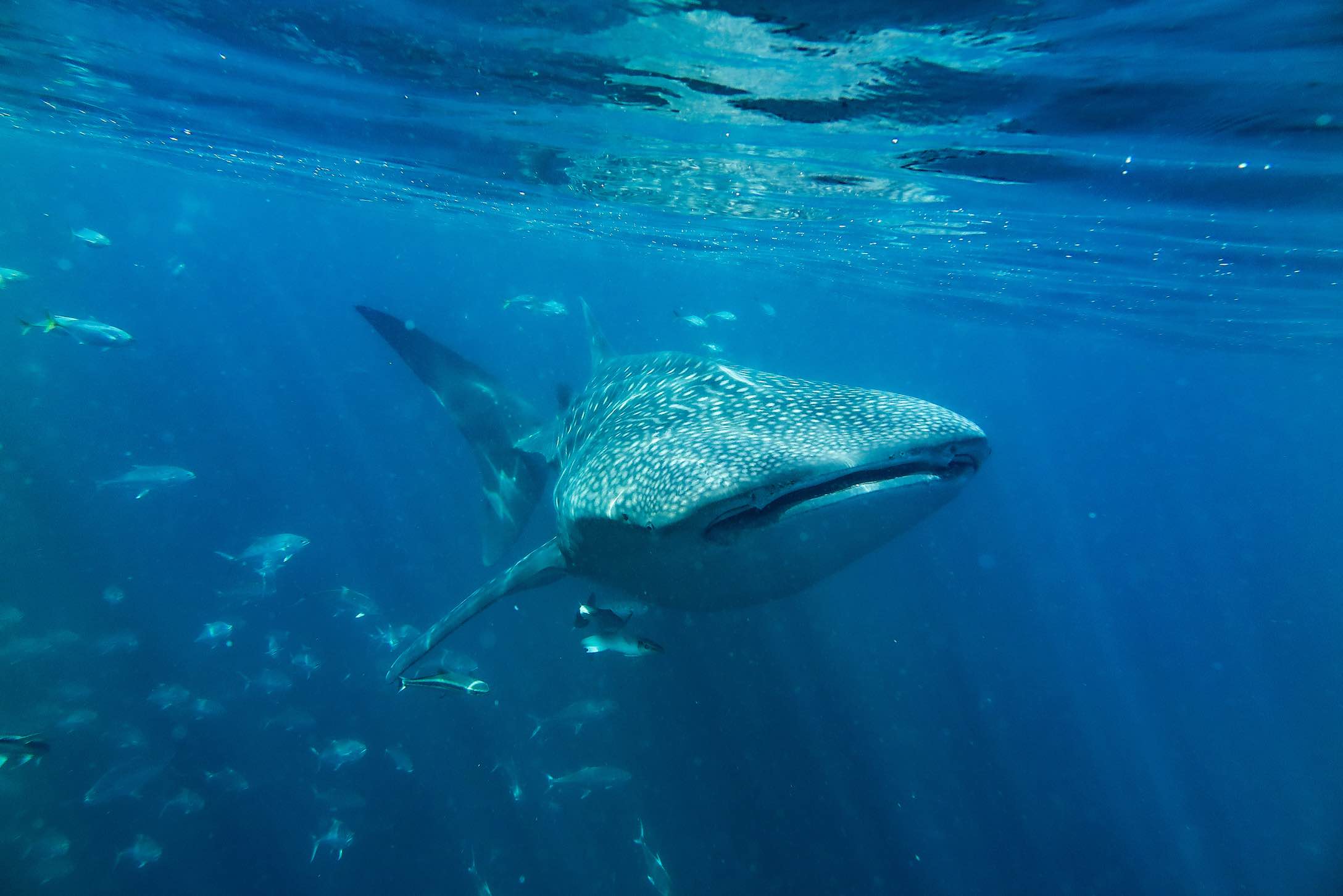 whale-shark.jpeg