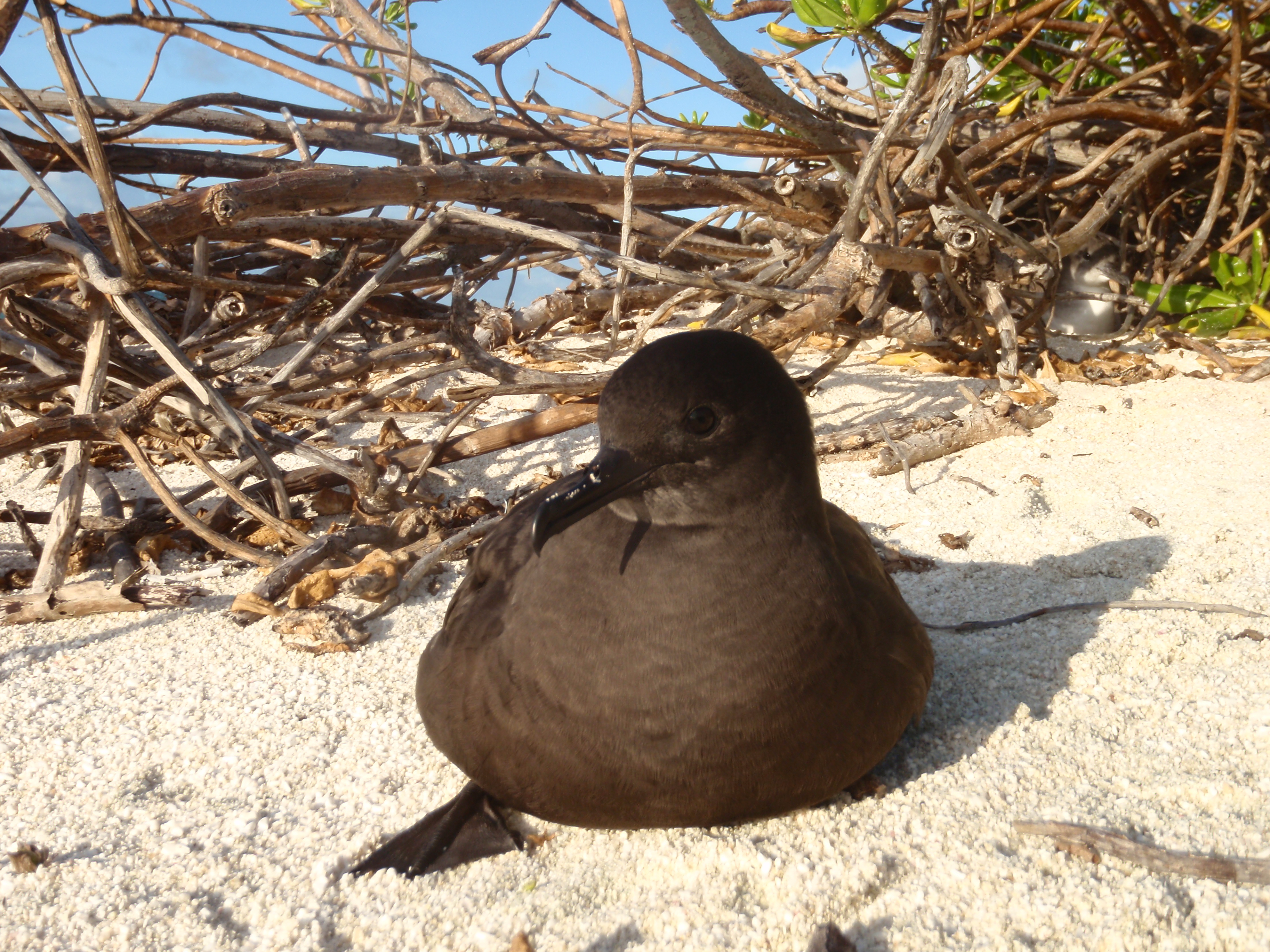 Christmas shearwater