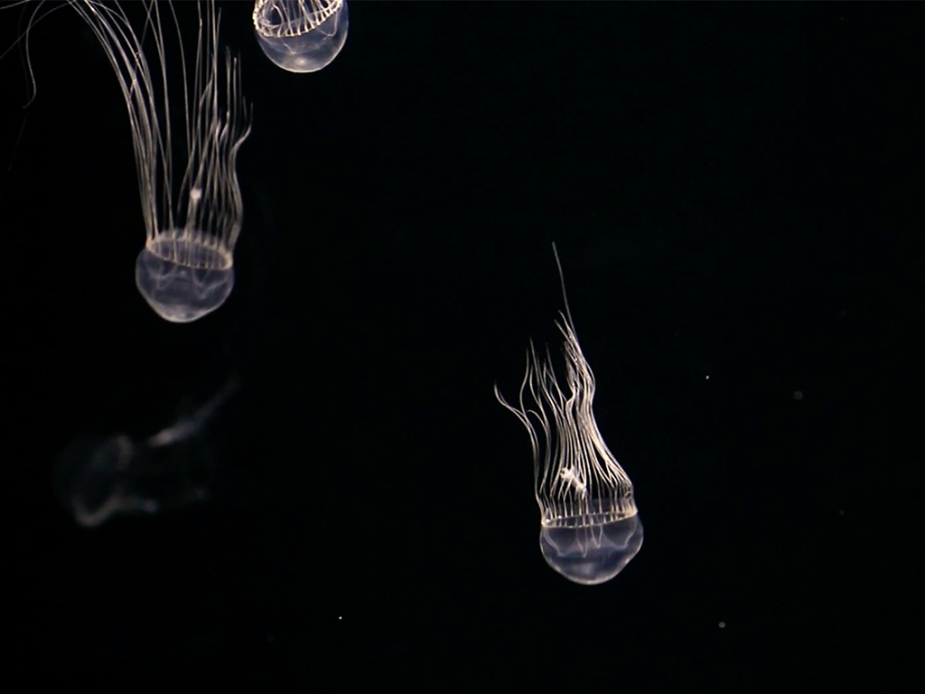 A new species of jellyfish, Tima nigroannulata seen at night.