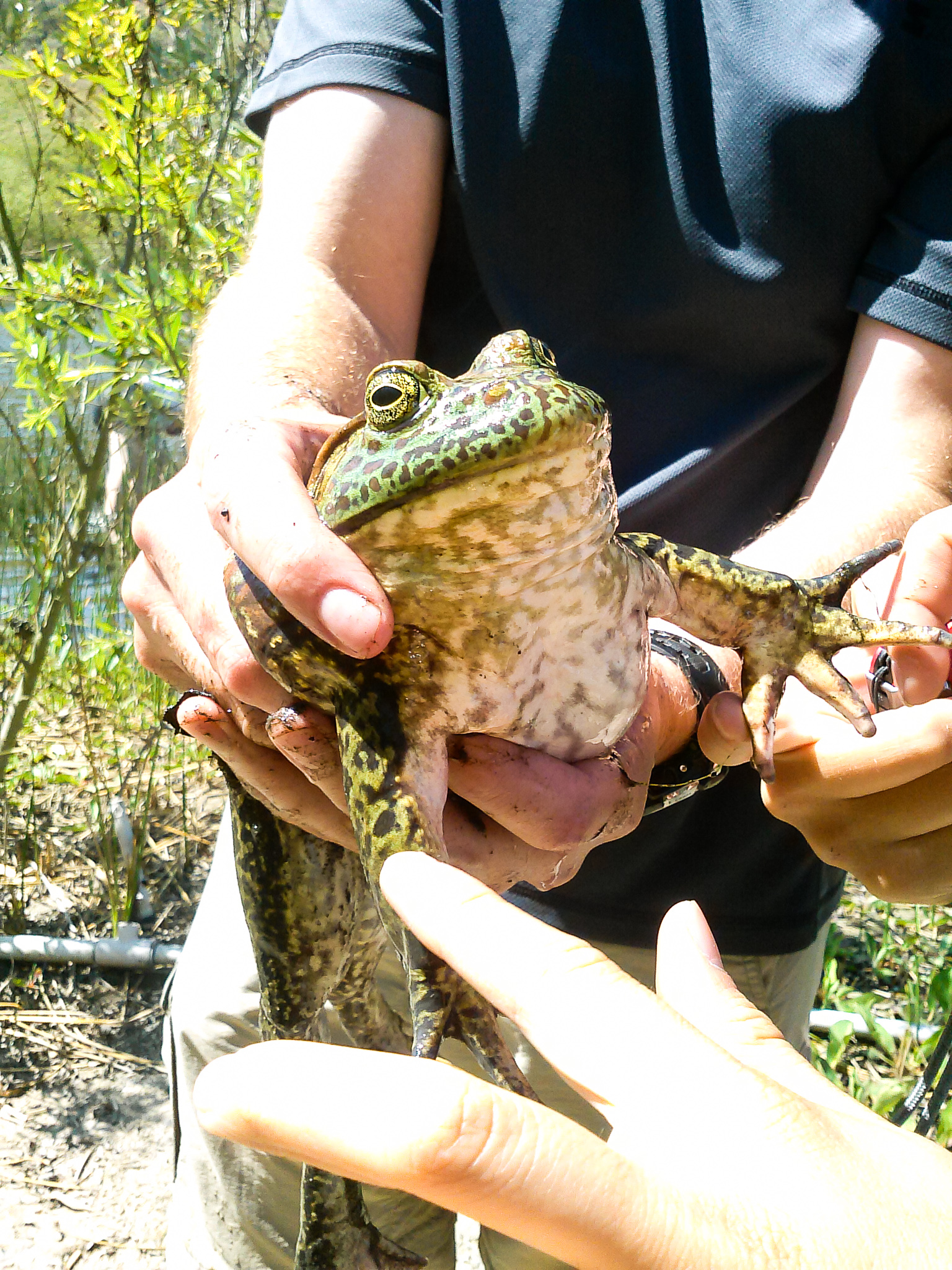 A large bullfrog