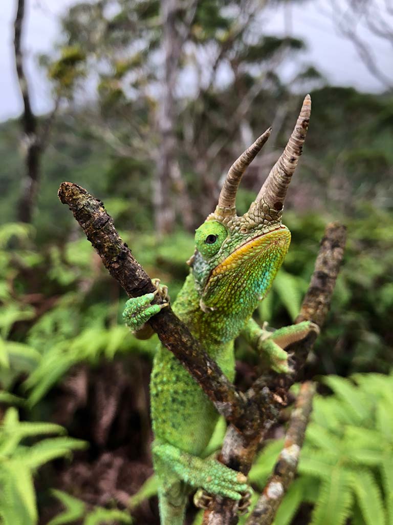 Male Jackson’s chameleon along the Hawaii Loa Ridge Trail on Oahu