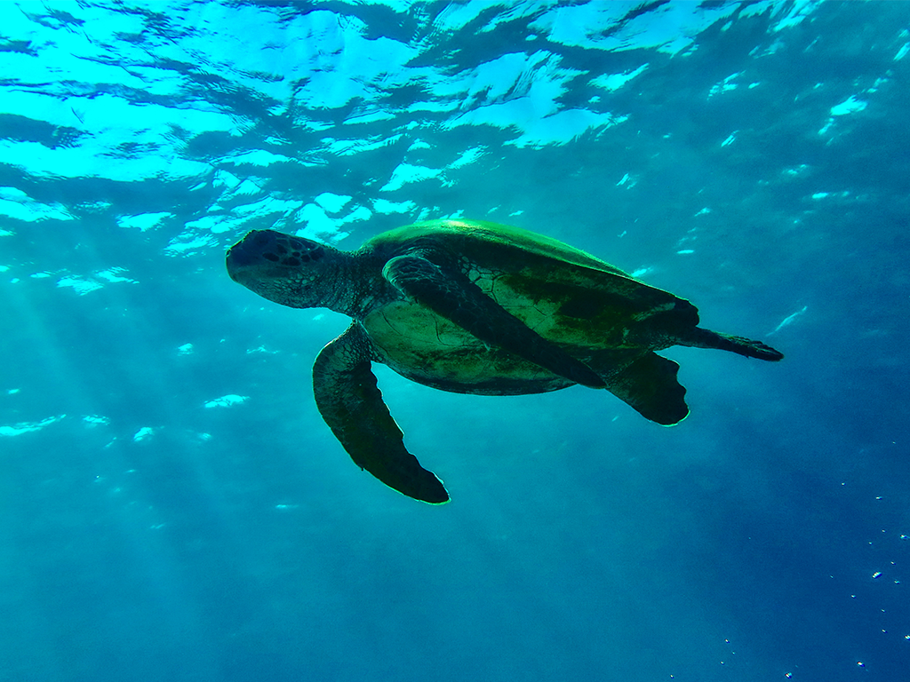 Loggerhead turtle in Oman