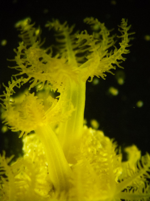 Macro shot of Sarcothelia edmondsoni (Paula Berger ‘15)