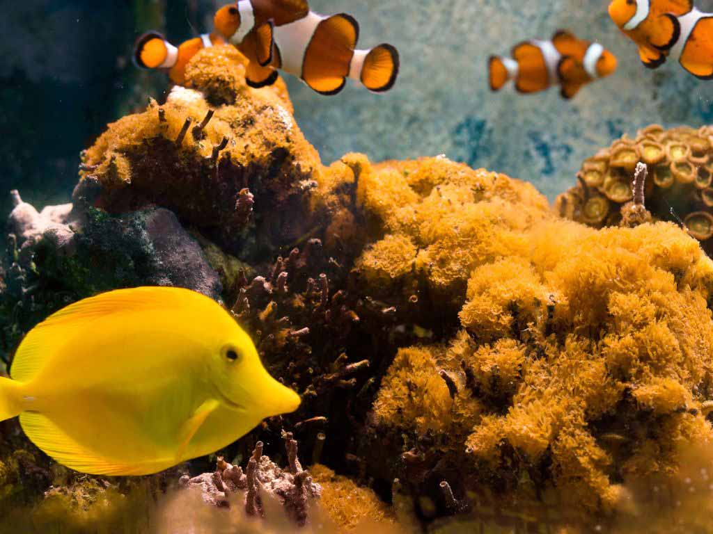 Sarcothelia edmondsoni, a soft coral that only grows in Hawai‘i, seen with tropical fish (Oliver Koning).