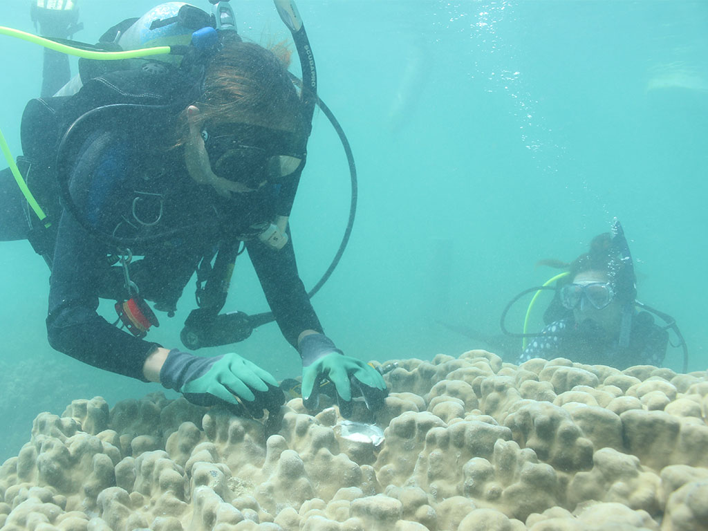 Hannah Whitaker carefully observes a large Porites lobata coral.
