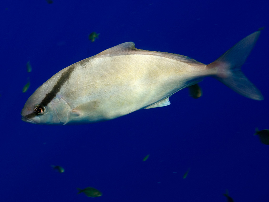 Kampachi (almaco jack) in the Pacific Ocean