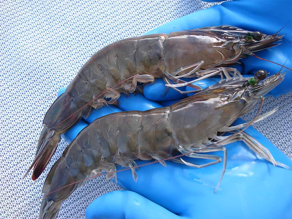 Pacific white shrimp