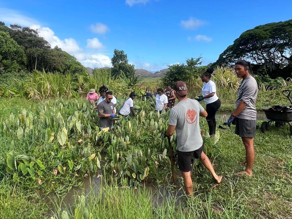 HUI SRC participants working on the lo 'i kalo (taro patch) in Kailua with community member partner Kauluakalana