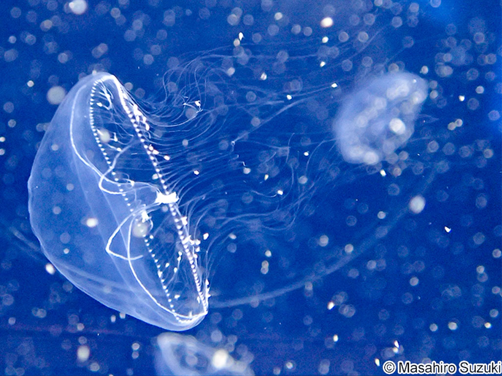 Jellyfish are especially challenging to accurately identify, because they have complex life cycles that include dramatically different looking stages. Image courtesy of Masahiro Suzuki