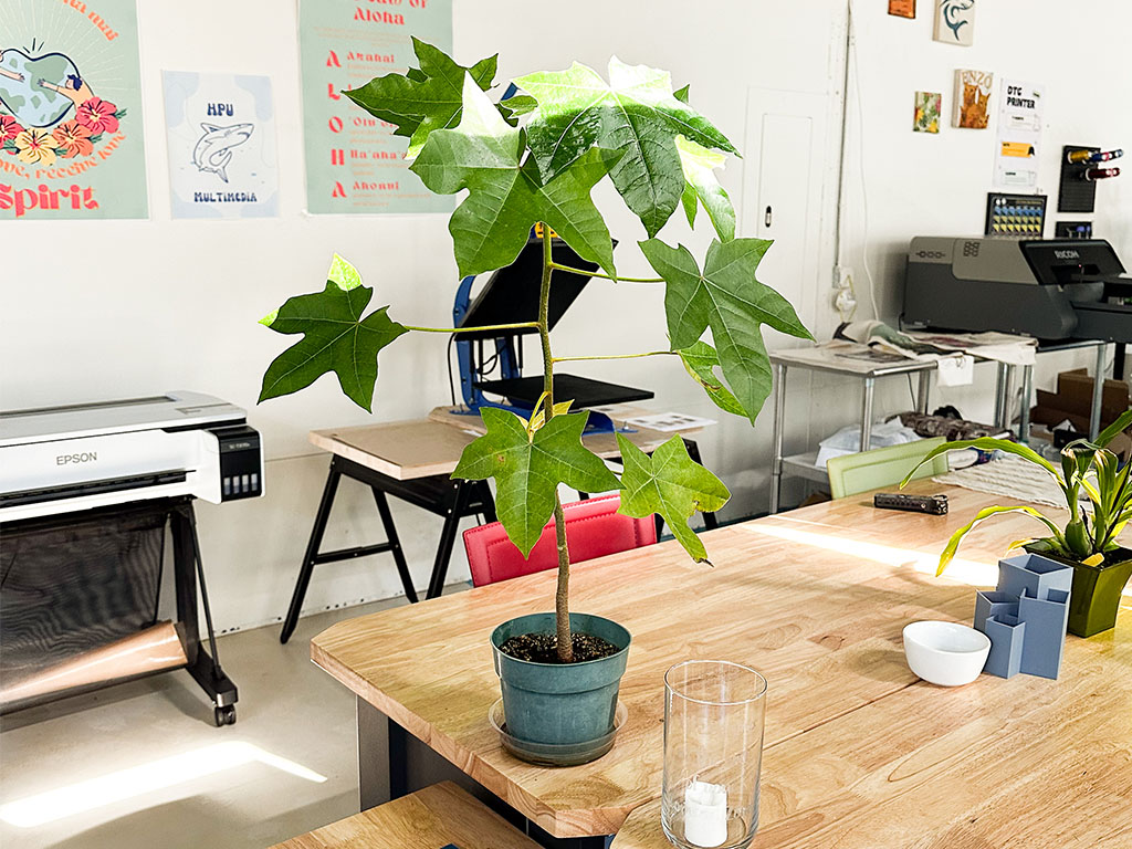 The makers space includes several plants, including a sapling kukui nut tree seen here