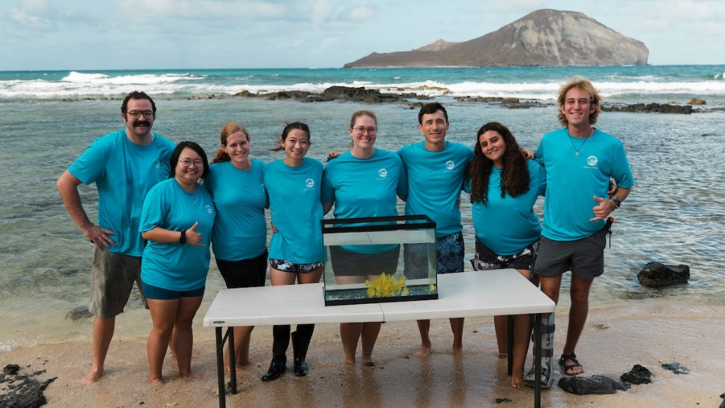 Oceanic Institute team on the shores of Makapu'u at the fall 2024 release of 300-plus junvenile yellow tang into the wild in support of coral reef health