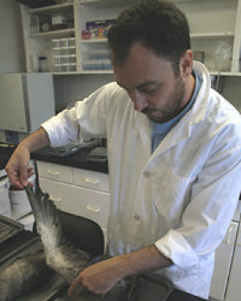 Dr. Hyrenbach